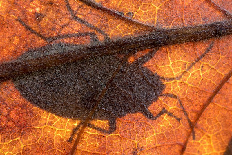 A macro shot of an insect, shot from underneath a leaf. 