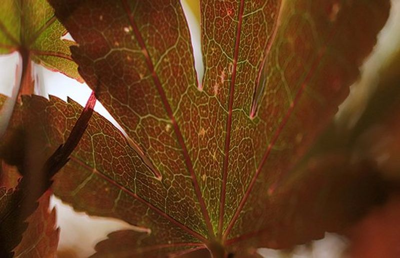 A macro shot of a leaf, showing all the intricate veins. 
