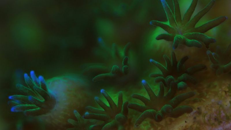 Een close-up van vijf koraalpoliepen. Ze hebben korte, zacht uitziende groene tentakels met fluorescerende blauwe uiteinden die de indruk geven van beweging onder water.
