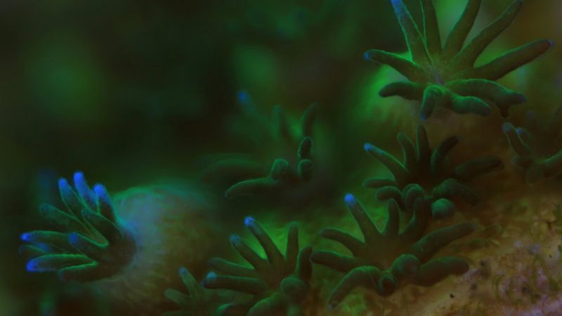 Un primer plano de cinco pólipos de coral. Tienen tentáculos verdes cortos de aspecto suave con puntas azules fluorescentes y dan la impresión de movimiento bajo el agua.