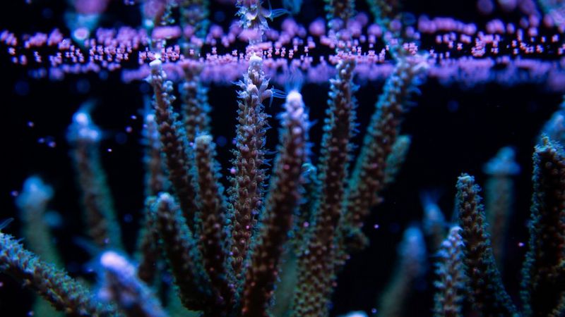 Against a black background, coral branches upwards, releasing purple spherical cells. The purple coral resembles sprigs of lavender and are covered in small bud-like bumps.