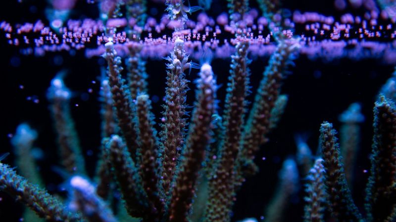 O Coral Acropora: Beleza e Importância na Sobrevivência dos