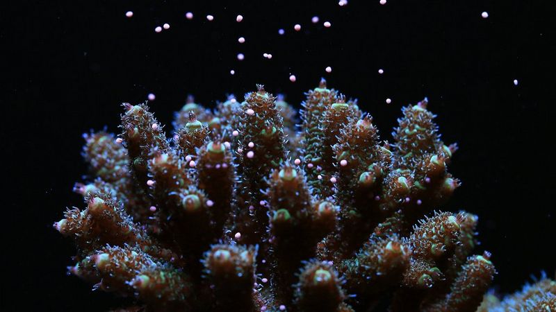Against a black background, the branches of corals are tightly packed together and pointing upwards. Each branch is covered in a spiky, bud-like texture, with bright green-white cells emerging from the tips.