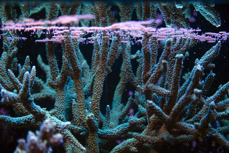 Underwater plants