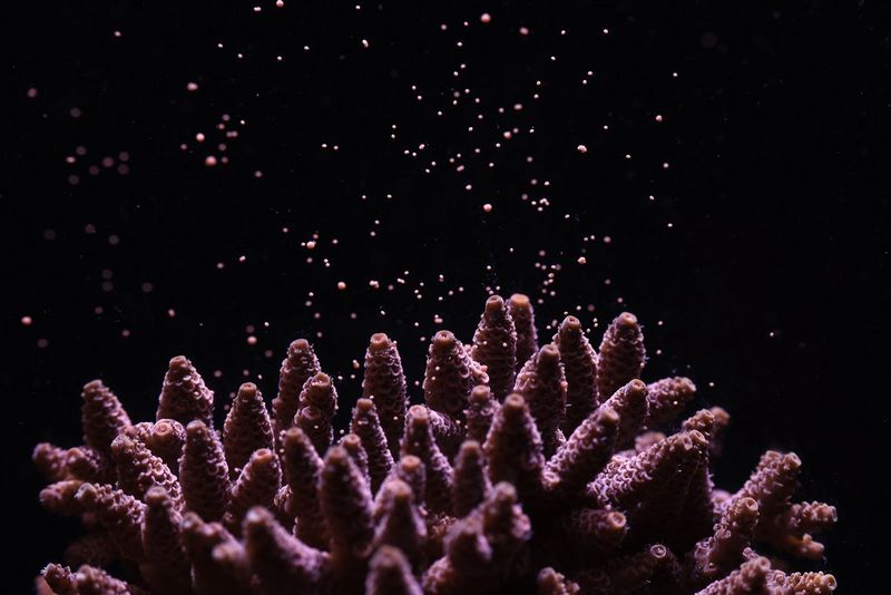 ‘Acropora’ by Dr. Jamie Craggs photograph showing no VI impairment simulation