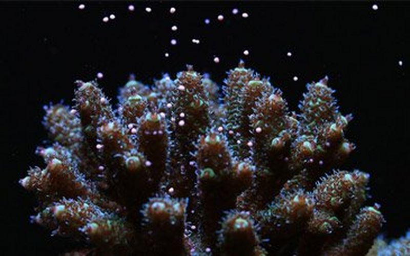 Canon partners with researchers to restore global coral reefs