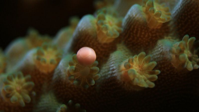 Coral Spawning Lab_EN Version 