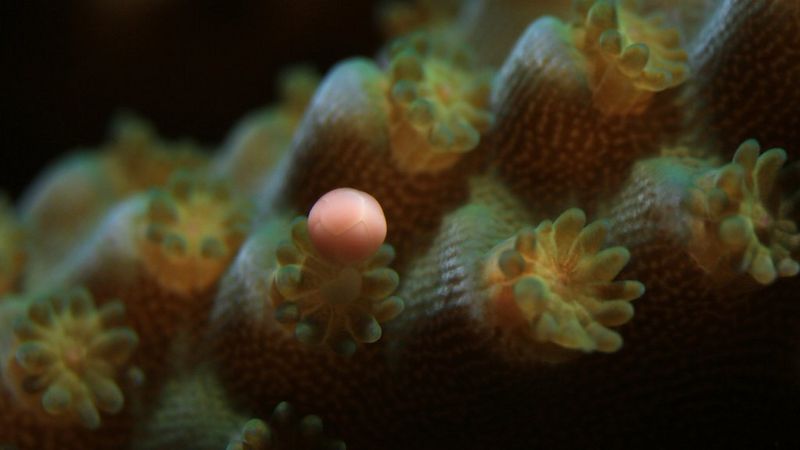 O Coral Acropora: Beleza e Importância na Sobrevivência dos