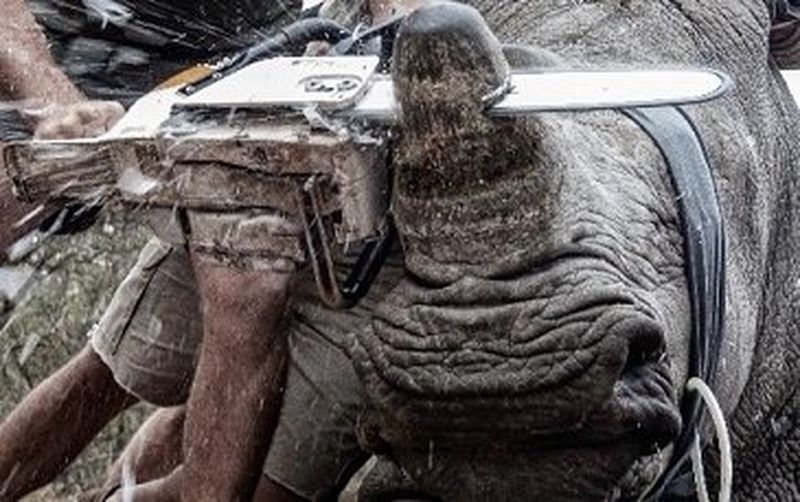 Desperate Measures: CIWEM Young Environmental Photographer of the Year captures drastic wildlife conservation action