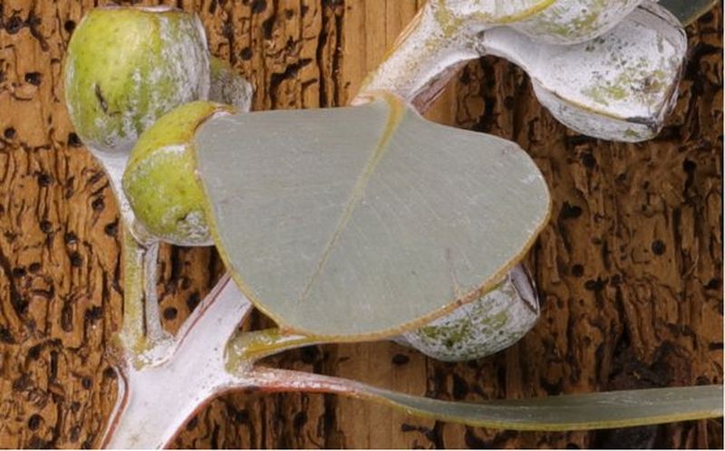 Leaves in close up with 5D Mark IV and DLO off