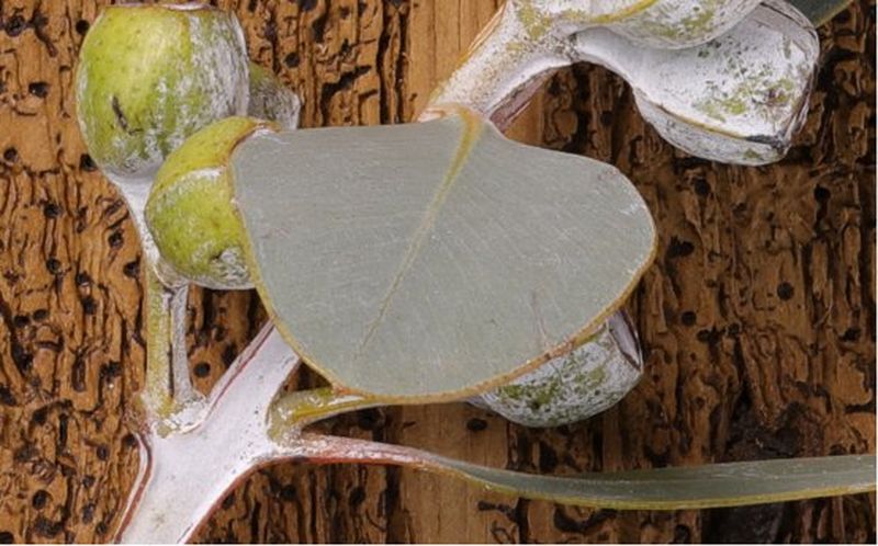 Leaves in close up with 5D Mark IV and DLO on