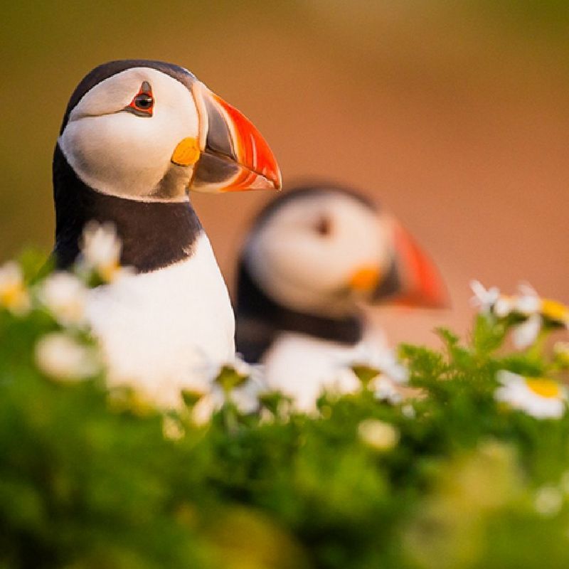 ecom-dep-page-lenses-pro-wildlife-banner-800-cs