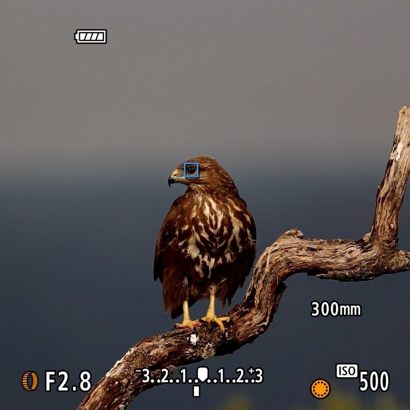 ecom_Best_Cameras_for_Beginners_benefit_4_v1