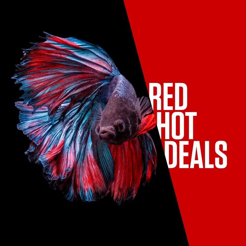 ecom_BlackFriday2024_Fish_SFCC_1x1_an