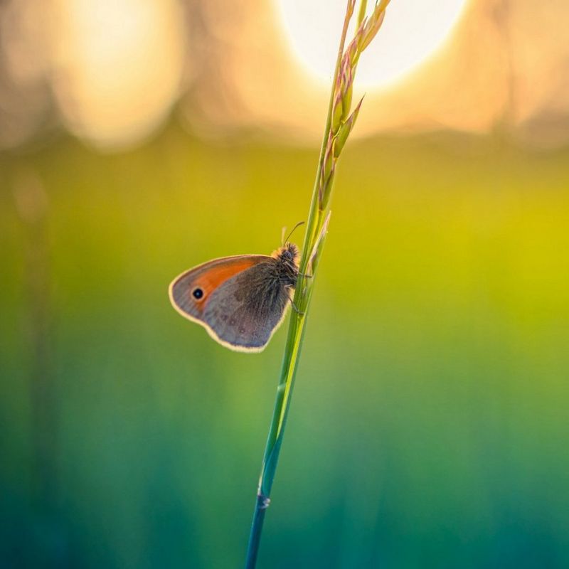 ecom_Cashback_Benamic_Spring_Feb26_1x1_an