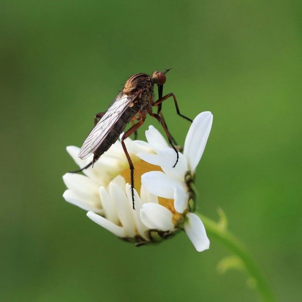 A macro shot of an insect on a daisy.