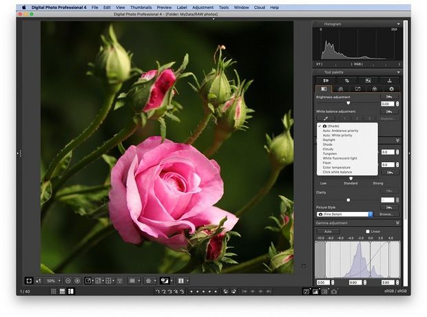 A close-up photo of a pink rose, with the white balance tab open in DPP. 