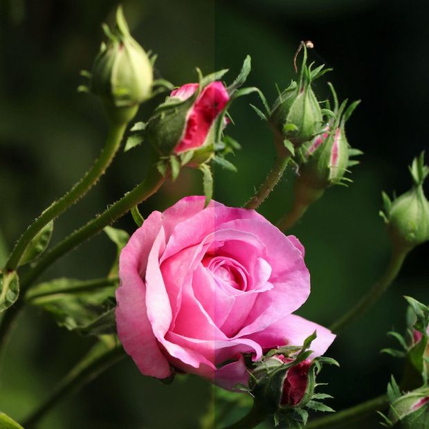 A close-up image of a pink rose with colours enhanced by white balance.