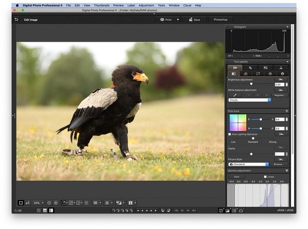 A picture of a black eagle stood on grass open in DPP with the Picture Styles tab open.