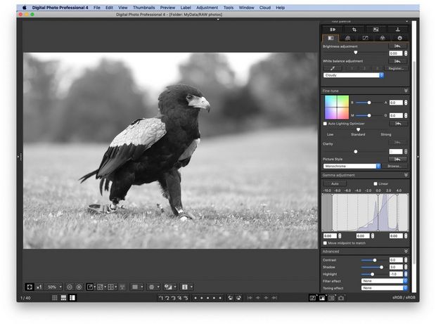 A black-and-white picture of an eagle open in DPP.