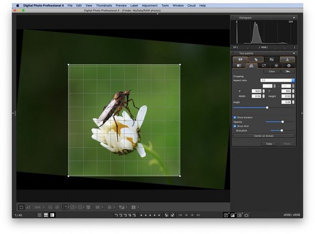 A macro photo of an insect on a flower being cropped and levelled in DPP.