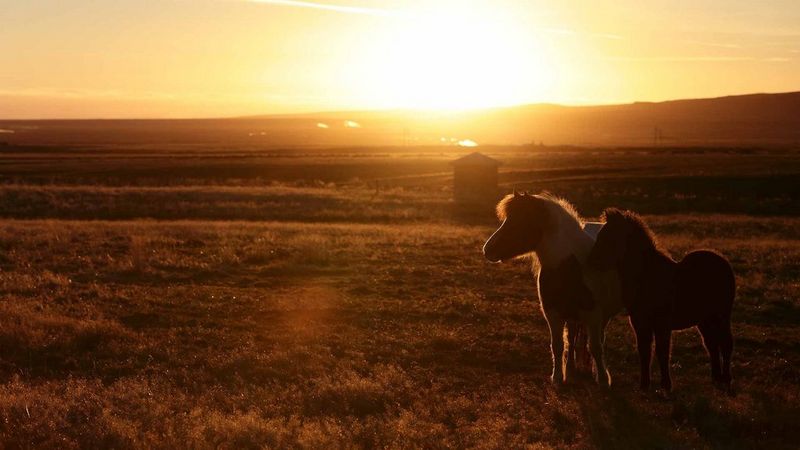 Ponies sunrise relaxed