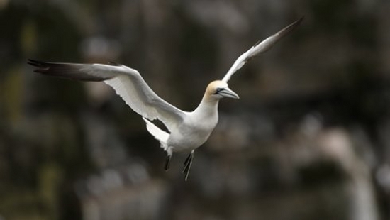 EF-M 55-200mm f/4.5-6.3 IS STM