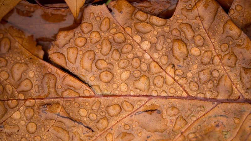 Leaf Macro Photography Tips & Tricks 