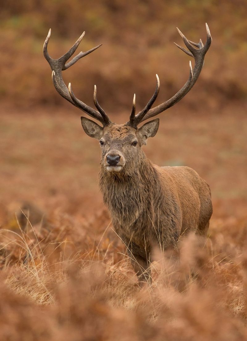 Un cerf arborant des bois impressionnants, debout dans un champ. Photo prise avec un objectif Canon EF 100-400mm f/4.5-5.6L IS II USM. La couleur des herbes autour se marie parfaitement avec sa robe auburn.