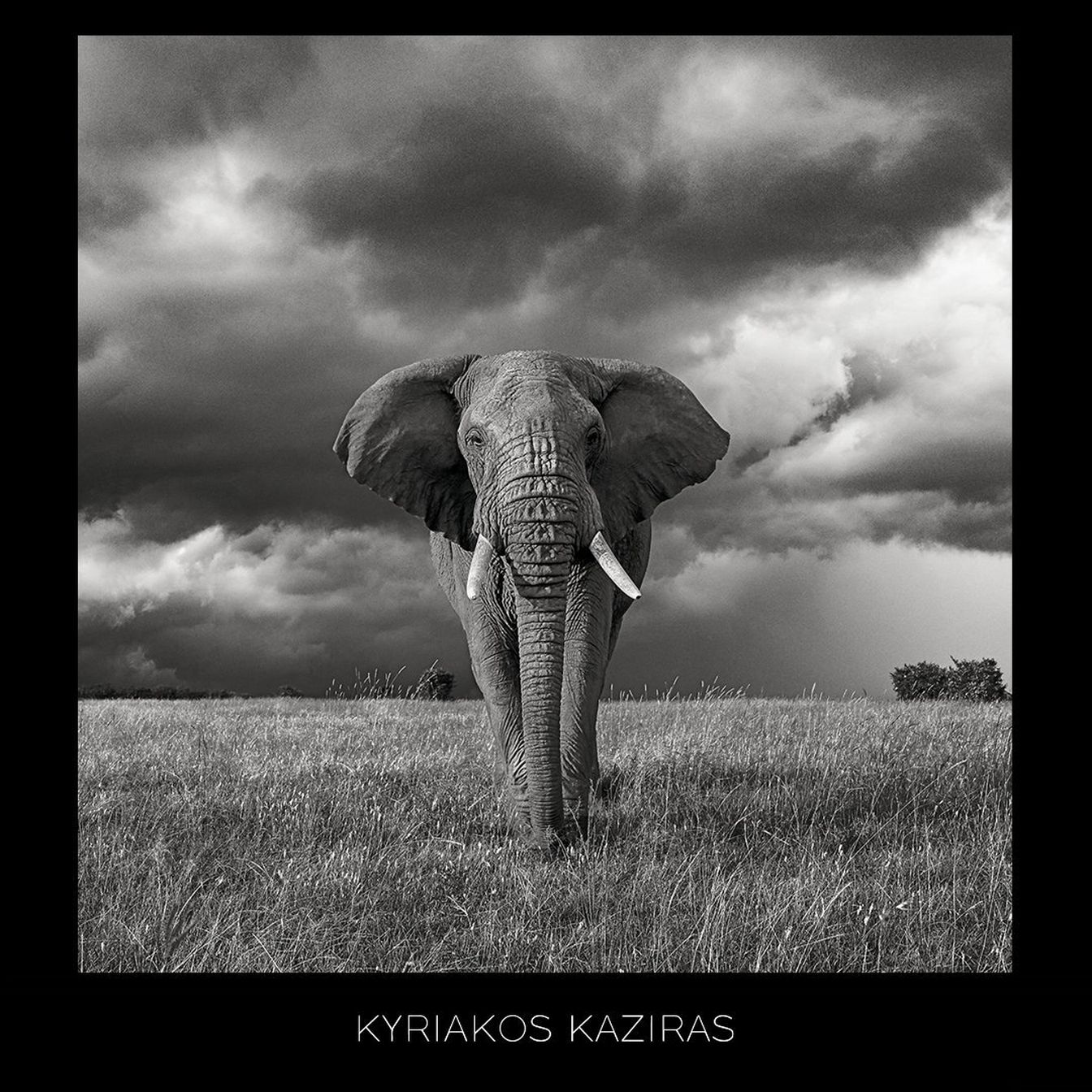elephant-kyriakosKaziras
