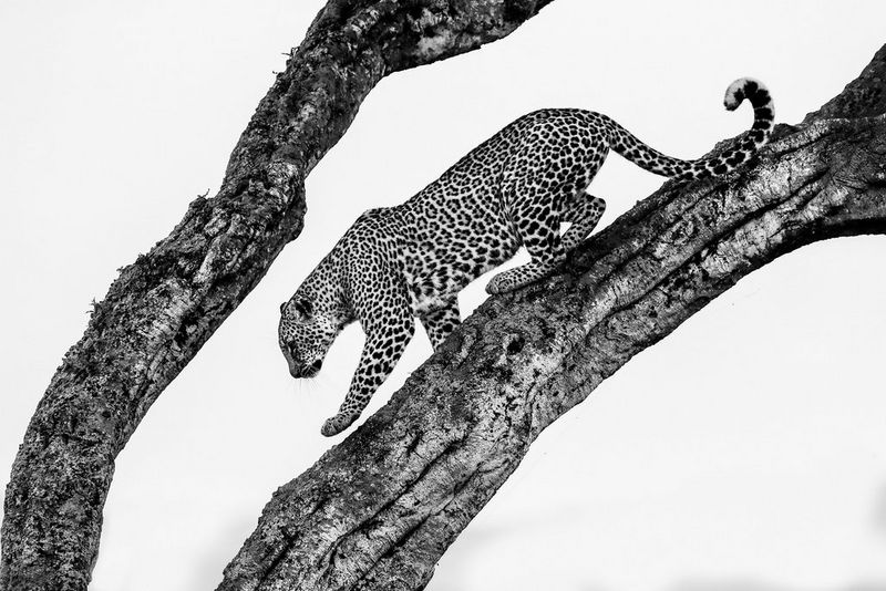 Schwarzweiß-Fotografie