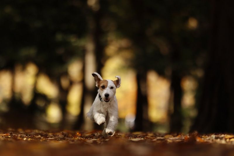 A small brown and white dog running through woodland.