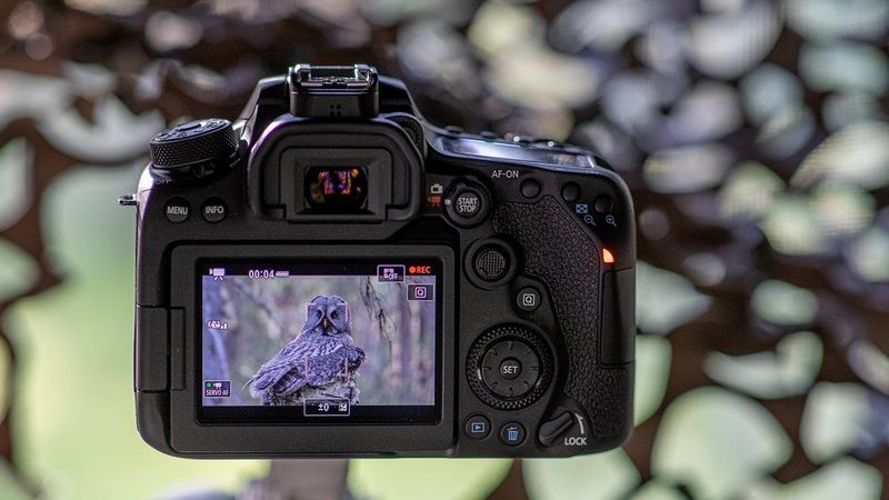 An image of LCD screen on the back of EOS 90D showing a video being recorded of an owl in a forest.