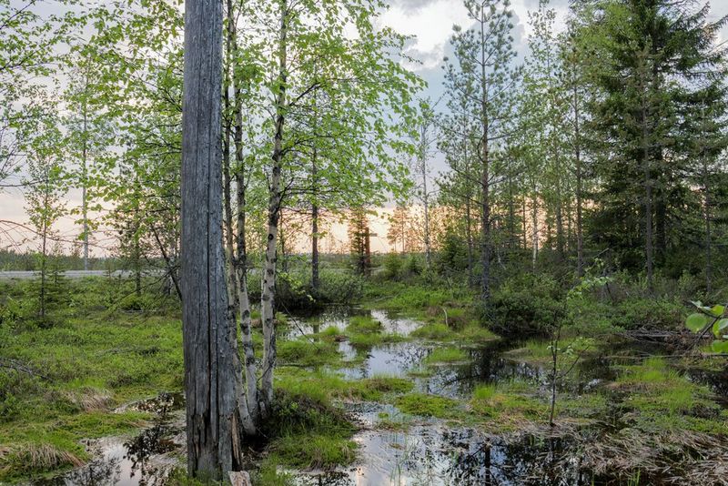 Bomen aan een beekje in het bos