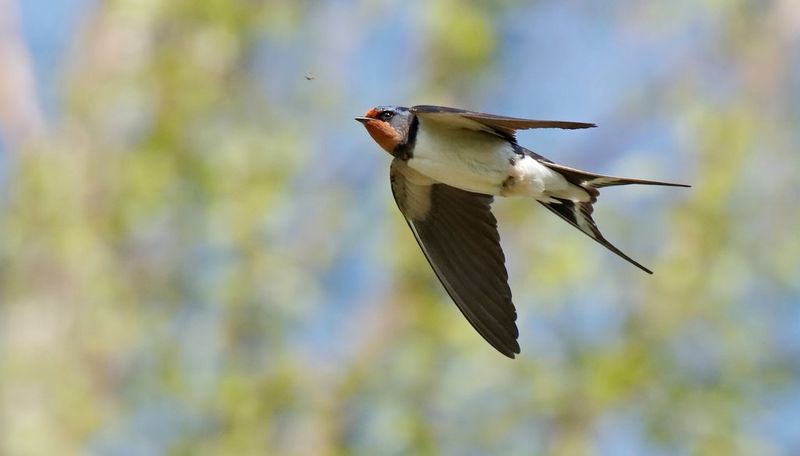 Inquadratura Ravvicinata Del Gufo Con Gli Occhi Grandi Su Uno