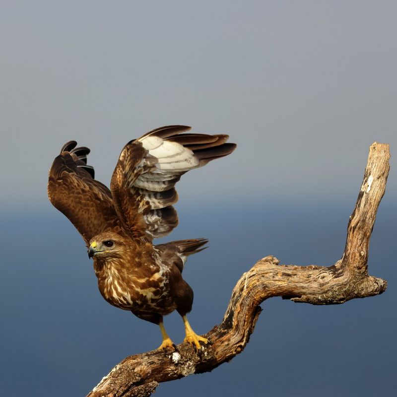 A buzzard, with its wings raised, prepares to take off from a branch.
