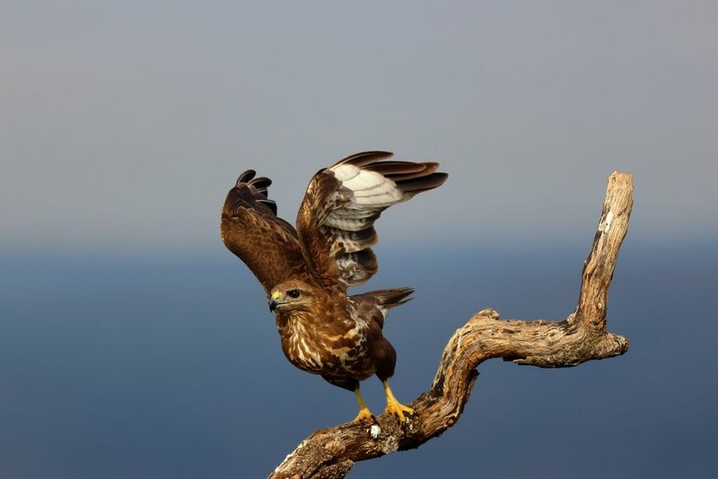 Une buse, les ailes relevées, s'apprête à décoller d'une branche. Photo prise avec le Canon EOS R7.