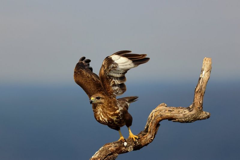 A buzzard, with its wings raised, prepares to take off from a branch, taken on a Canon EOS R7.