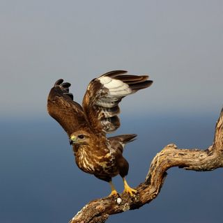 A buzzard, with its wings raised, prepares to take off from a branch.