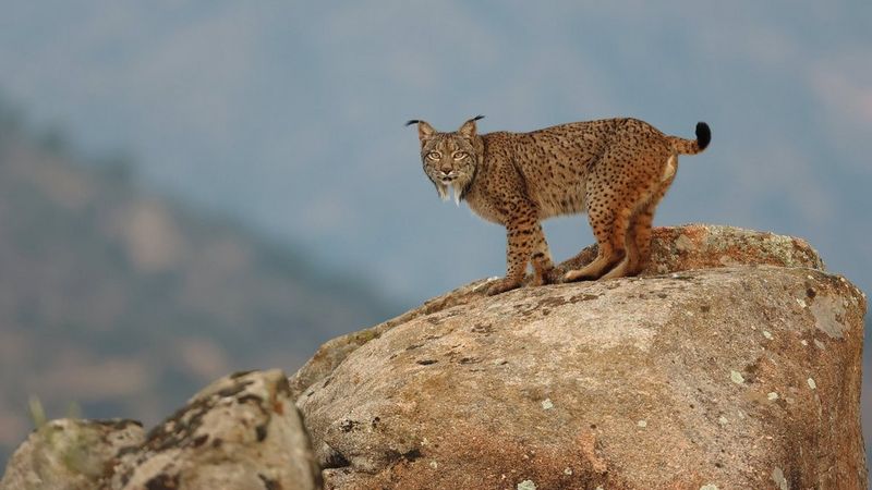 Ten Wildlife Photographers Zoom In on Their Favorite Birds, Science