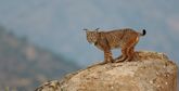 An Iberian lynx on a large rock looking directly at the camera.