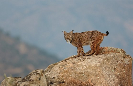 An Iberian lynx on a large rock looking directly at the camera.