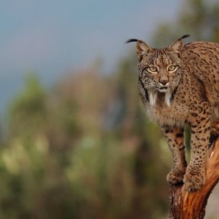 Rare beauty: photographing the exlusive Iberian lynx with the Canon EOS R7