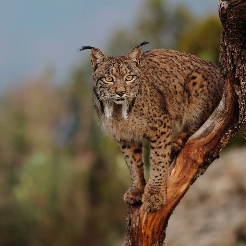 An Iberian lynx stands on an almost vertical branch, looking alertly towards the camera. The background greenery is out of focus.
