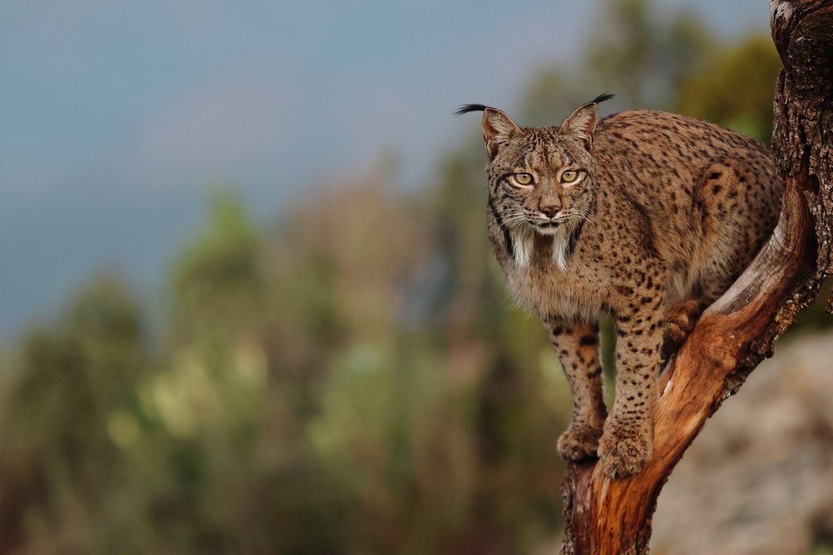 An Iberian lynx stands on an almost vertical branch, looking alertly towards the camera. The background greenery is out of focus. 