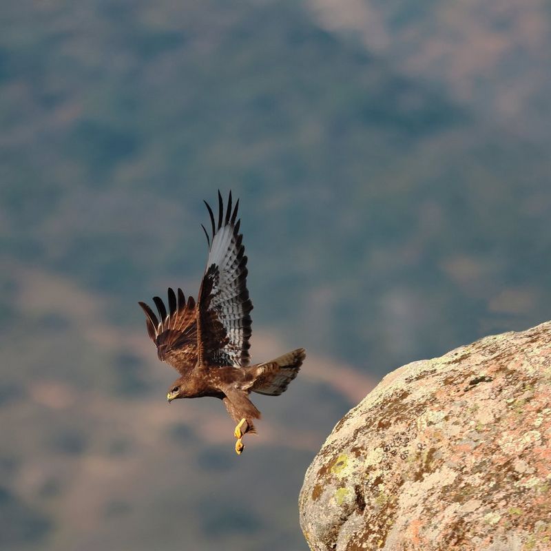 A golden eagle in flight, wings outstretched, just above a large boulder with a wooded hillside out of focus in the background.