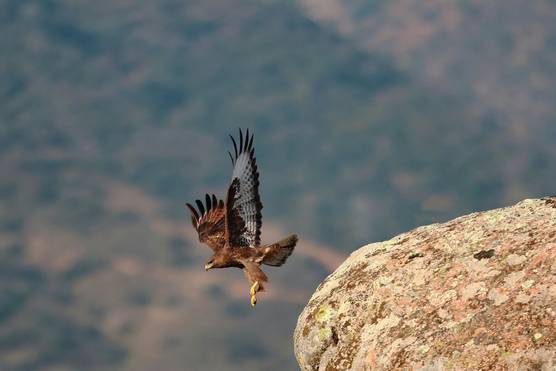 A golden eagle in flight, wings outstretched, just above a large boulder with a wooded hillside out of focus in the background.