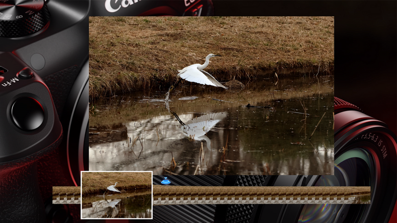 A series of pictures of landing bird in a lake with one of the images pulled out from the series.