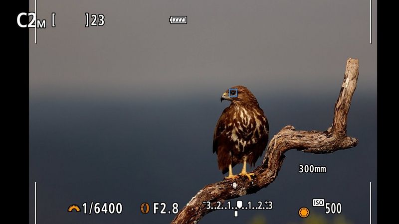 The display of a Canon EOS R7 showing the autofocus point on the eye of a bird of prey on a branch.