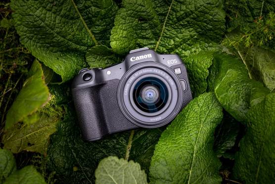 A Canon EOS R8 sitting on green leaves rich in colour and captured from above.